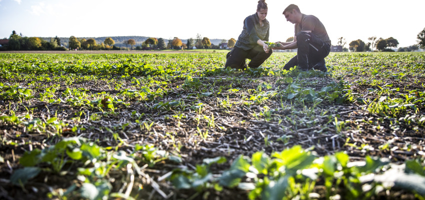 no till field