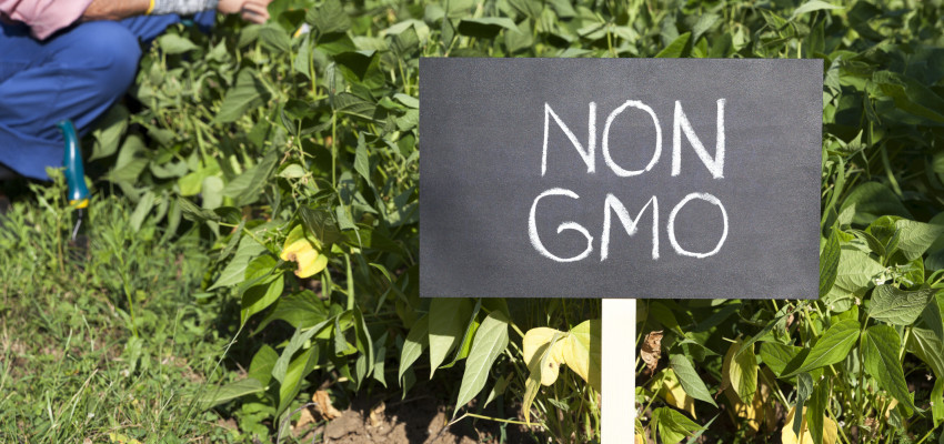 non gmo food