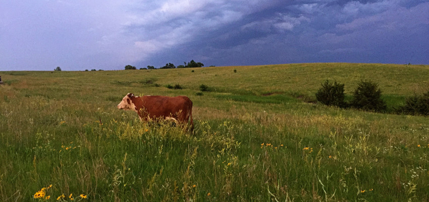 cow in pasture grass