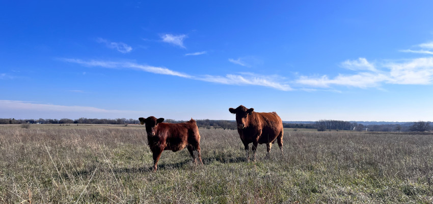 brandi buzzard_barriers 
