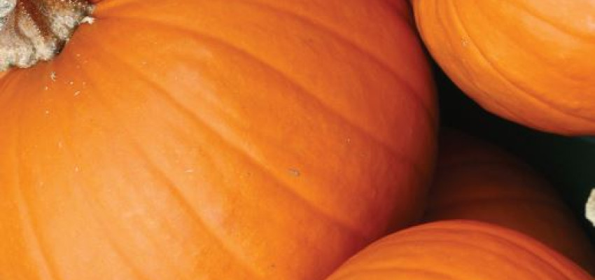 Pumpkin Pancakes Pumpkin Pancakes
