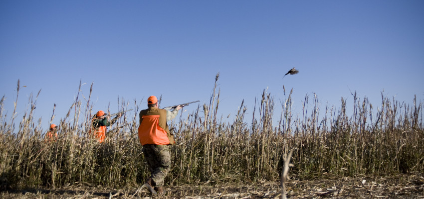 Hunting at Bigge Farm near Stockton, Kansas