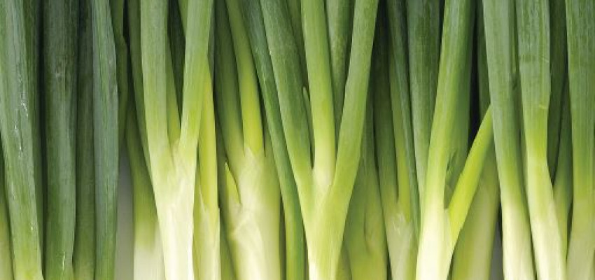 Summer Scallion Salad