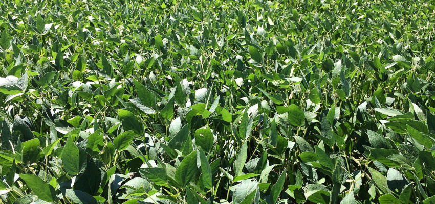 GMO soybean field