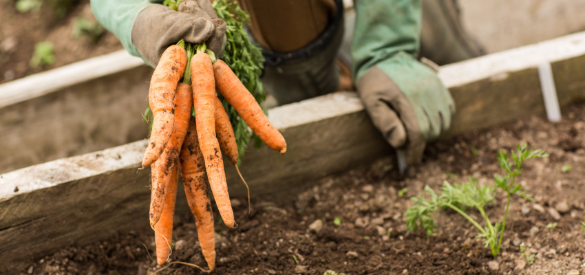 carrots carrots