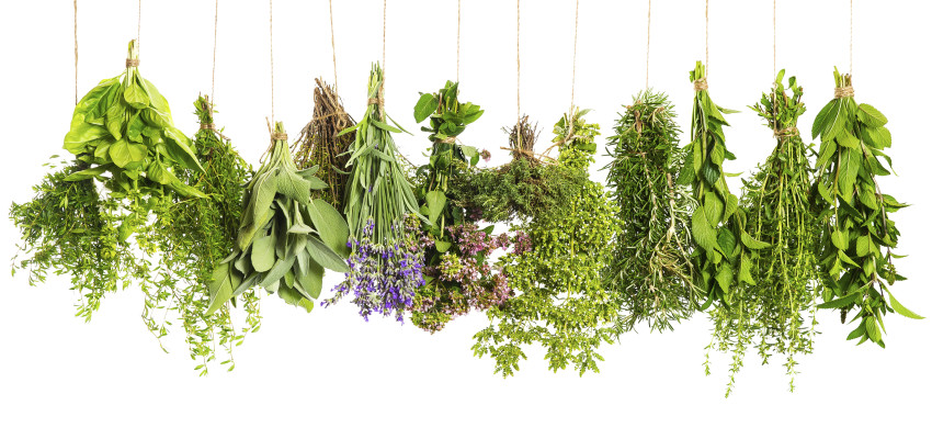 string of fresh herbs string of fresh herbs