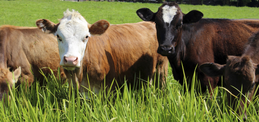 cows in field