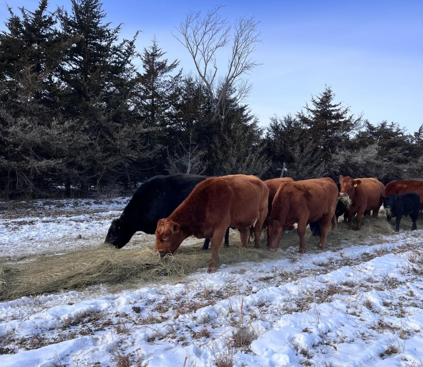 cows in bitter cold