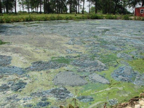 Blue Green Algae (Photo from Flickr Creative Commons - courtesy of photographer Tyler Fairburn (2010)