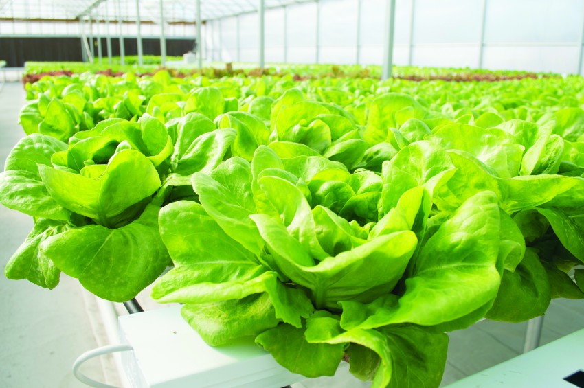 Growing Lettuce in Kansas Kansas Living Magazine