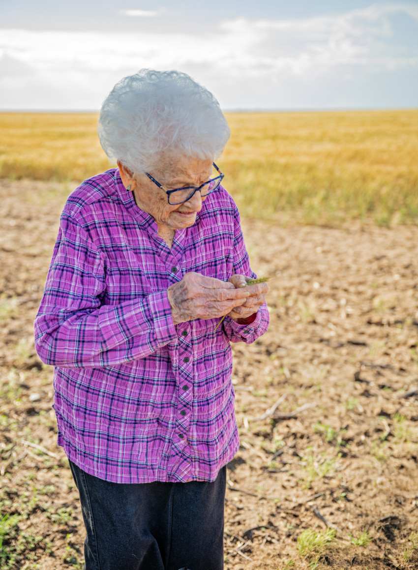 Ruby Lohman looks at wheat_Century Farm