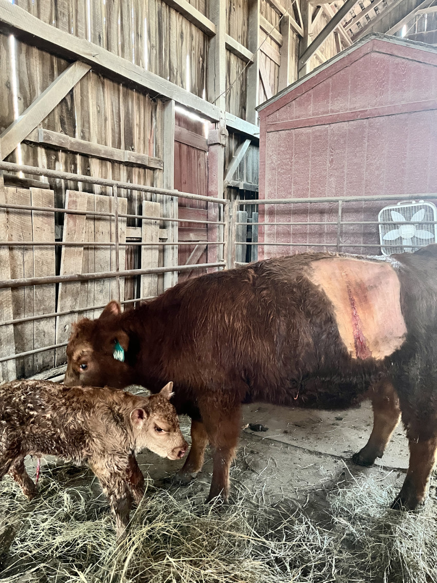 brandi buzzard with c section cow