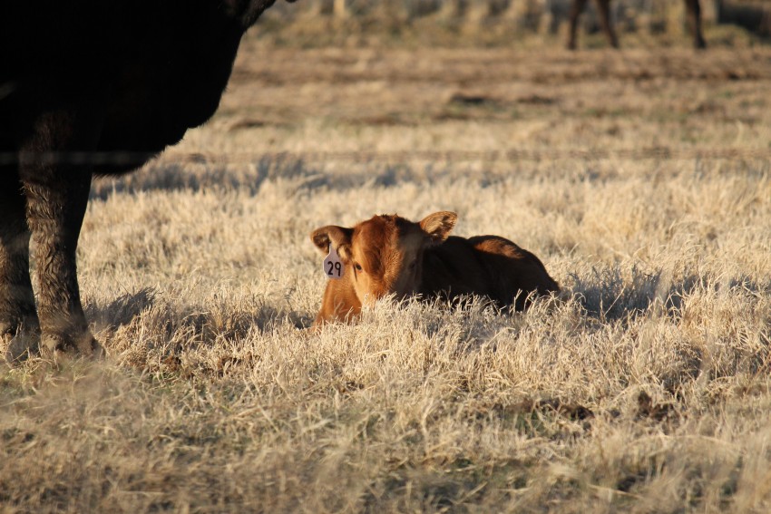 ear-tagged calf