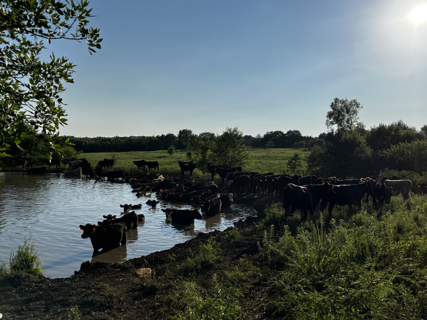 cows staying cool