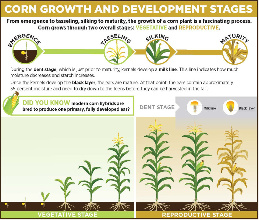 corn_growth_and_development_stages.jpg