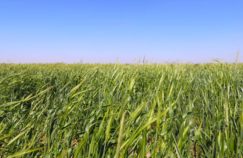 covercrops at tiffany cattle company