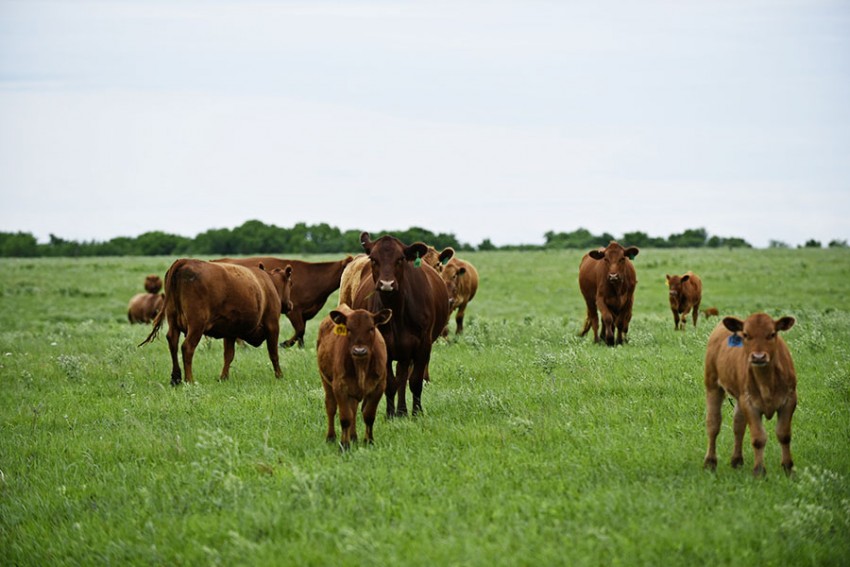 cows in Flint HIlls pasture