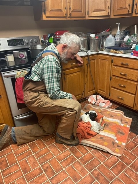 kitchen, dad, boer, baby goat