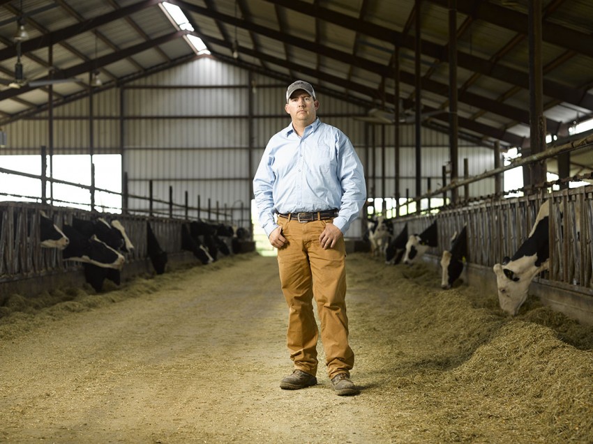 Dairy farmer with cows
