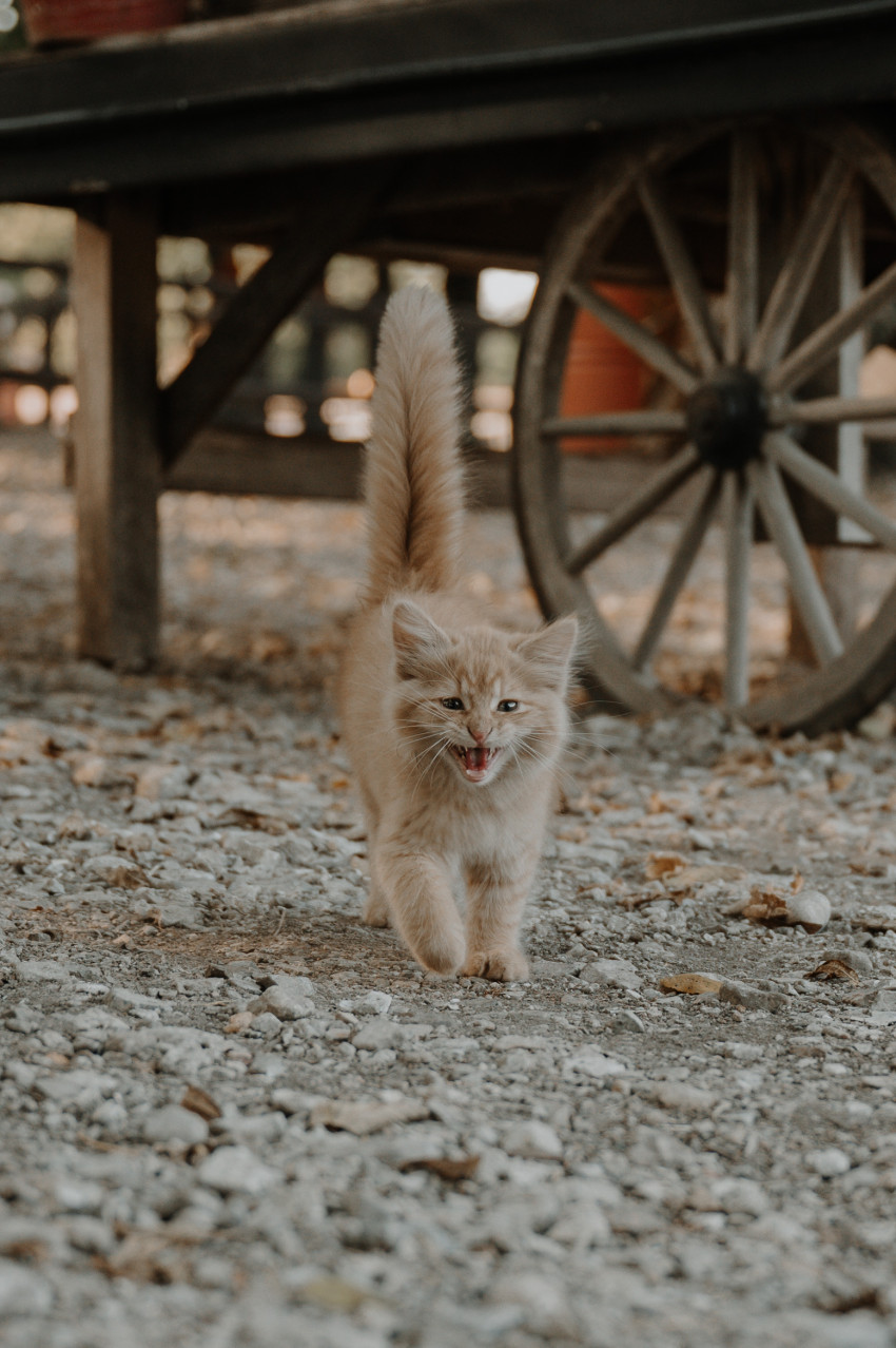 little munchkins pumpkin patch orange cat