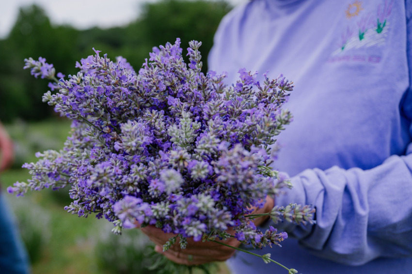 lavender hill farm_lavender bunch