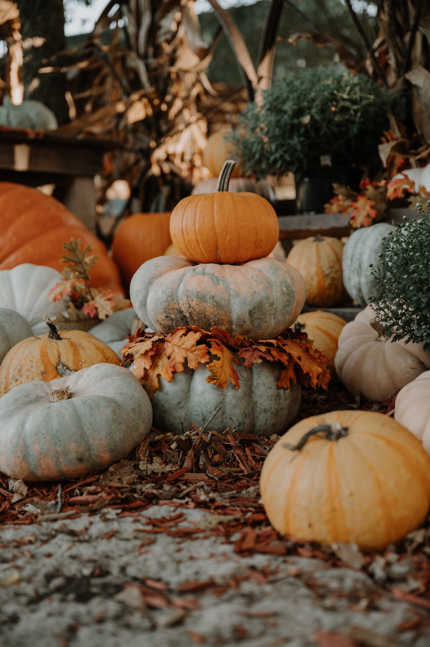 little munchkins pumpkin patch decor