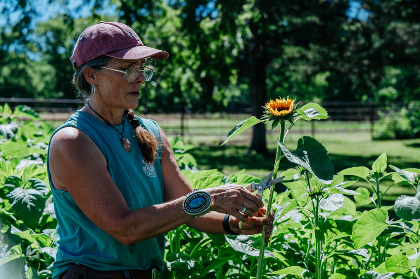 sunflowers_auntbblossoms