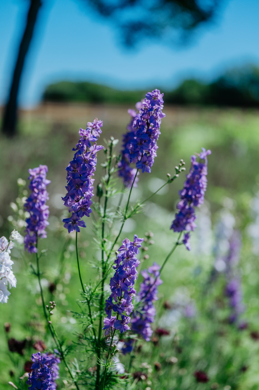 purple flowers_auntbblossoms