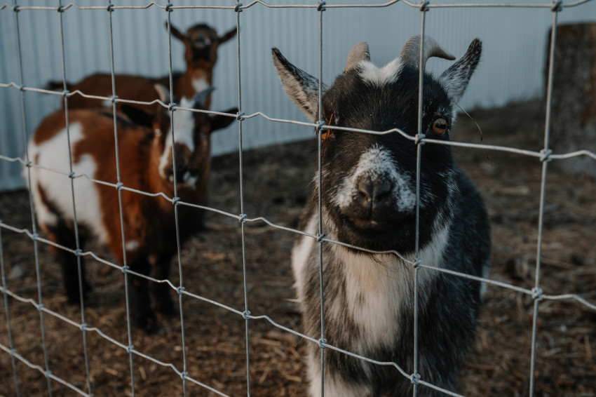 bel christmas tree farm goats