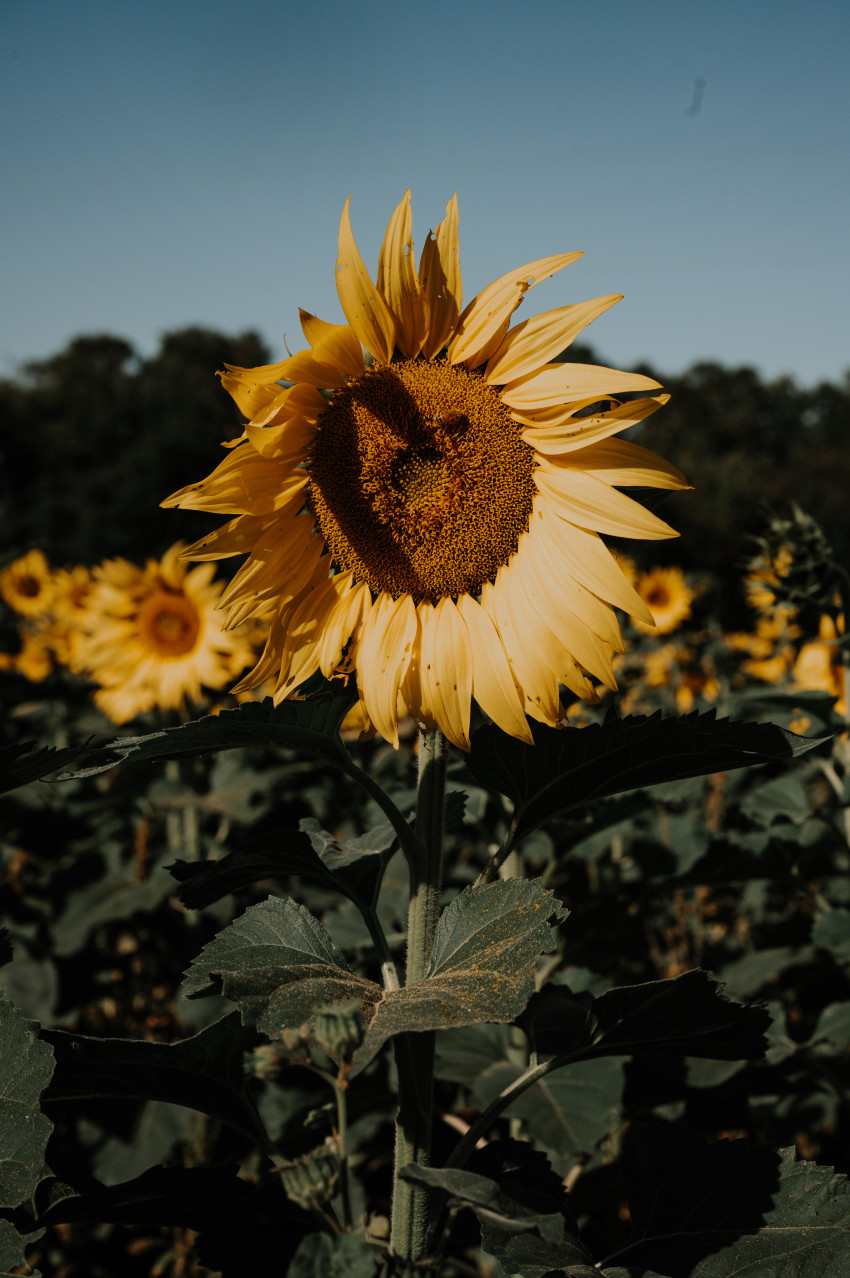 gieringers_sunflowers