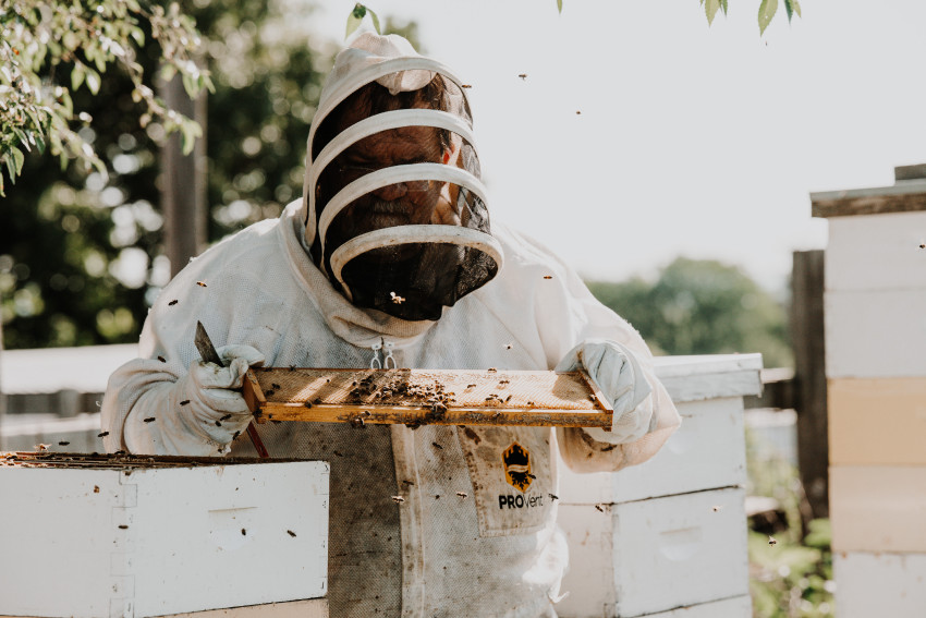 Inspecting the hive