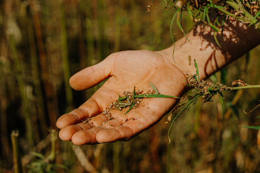 hemp harvest 26_seeds
