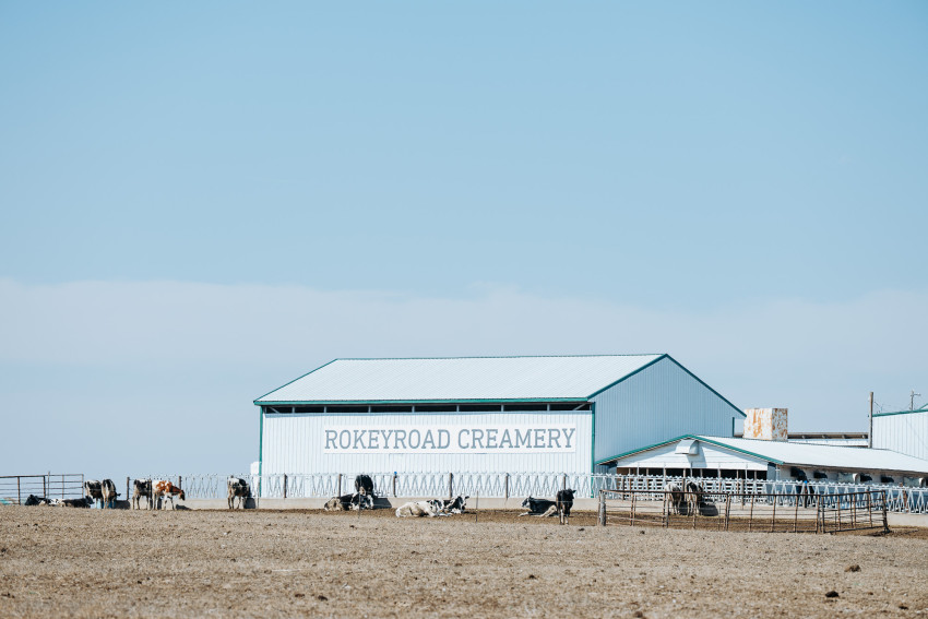 Rokeyroad Cremery sign with Holsteins in front