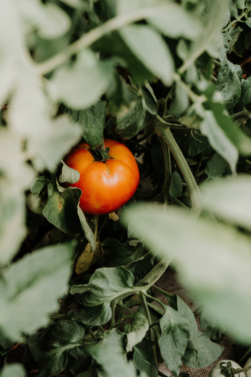 saltlight_tomato