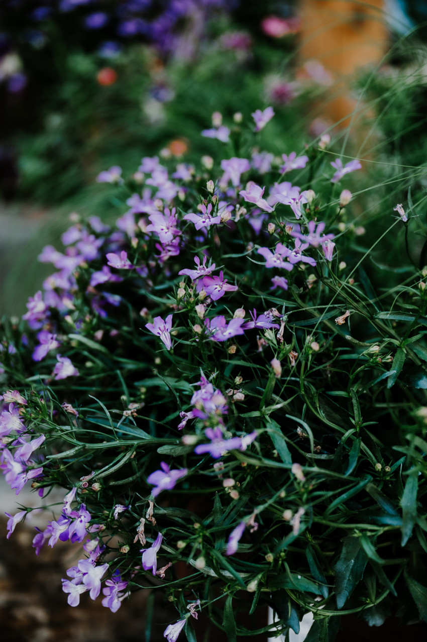 country girl flowers_flowers