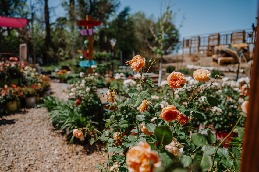 country girl flowers_roses