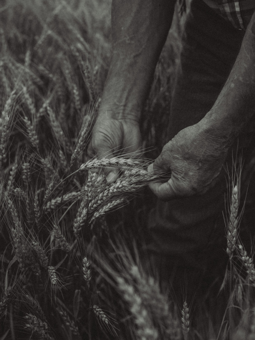 Joe Newland checks wheat field