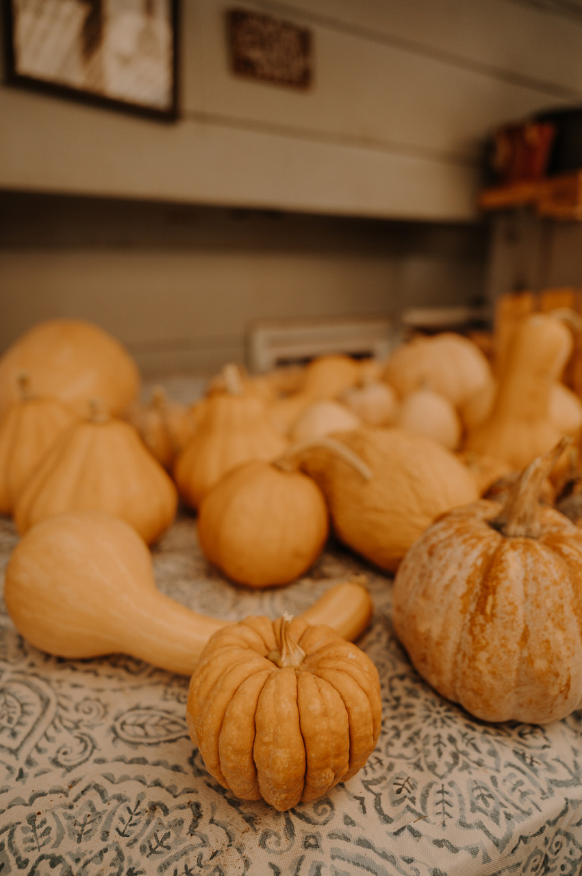 autumn prairie pumpkins_curing