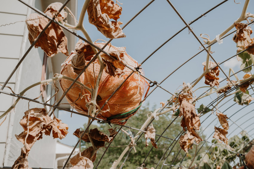 autumn prairie pumpkins_trellis