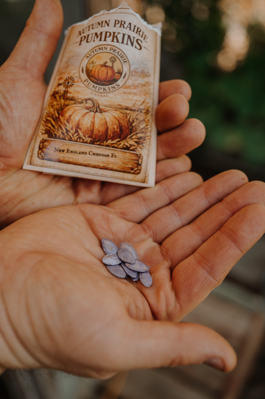 autumn prairie pumpkins_seeds
