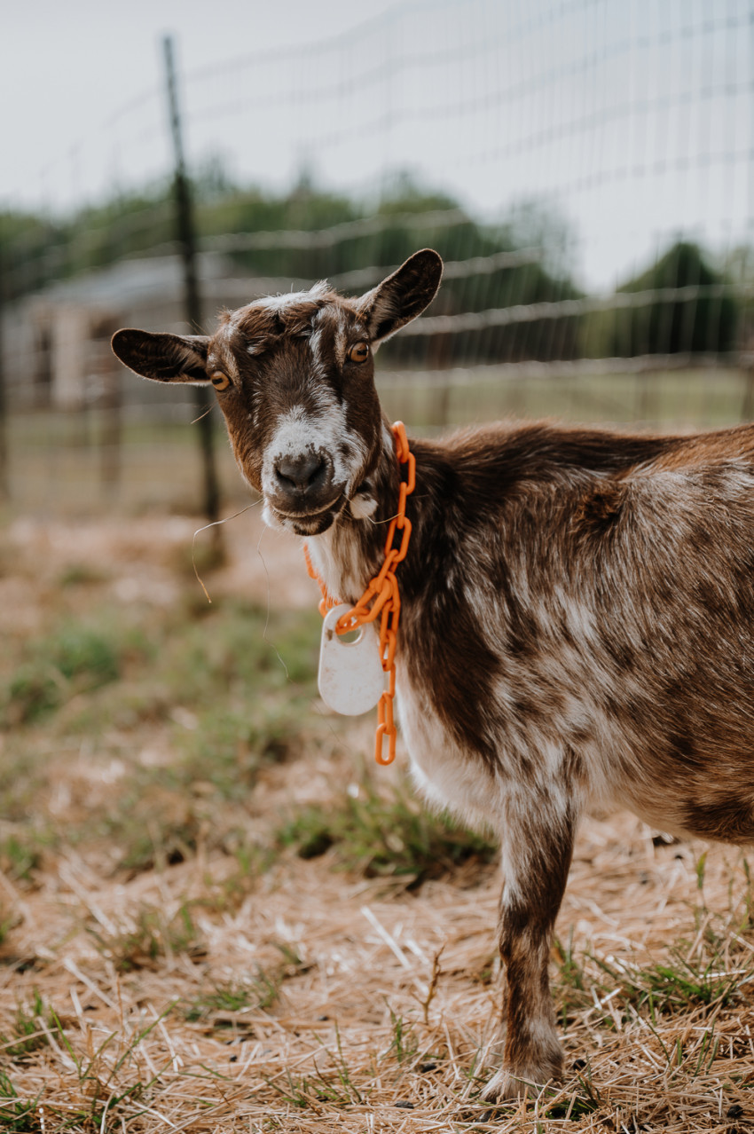 maddhousehill_goat2