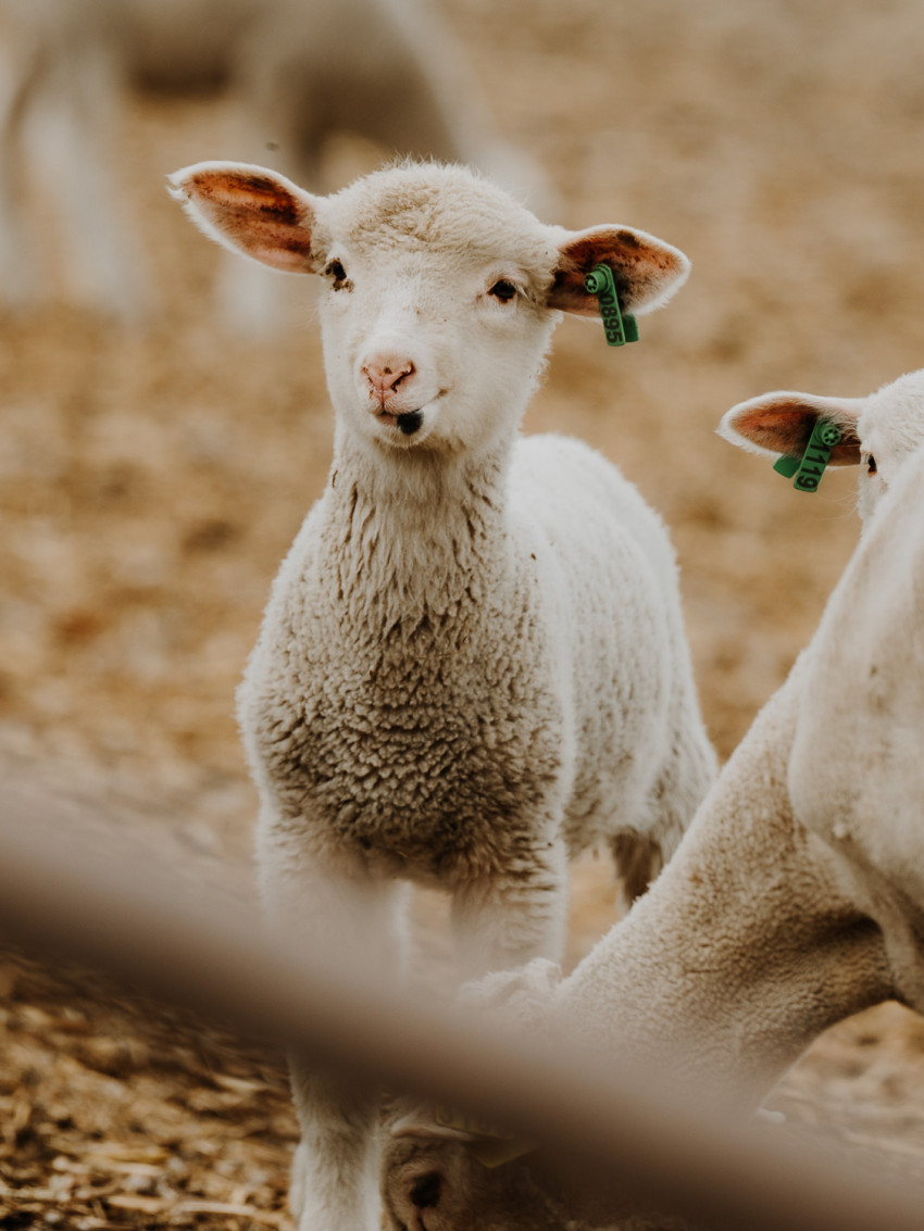 simon sheep lamb