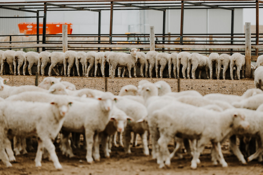 simon sheep flock_2