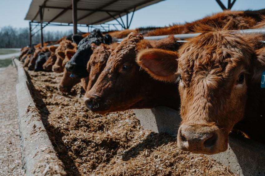 Cattle eating at a bunk