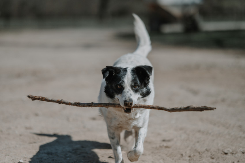 cricket_brandibuzzard_fetch