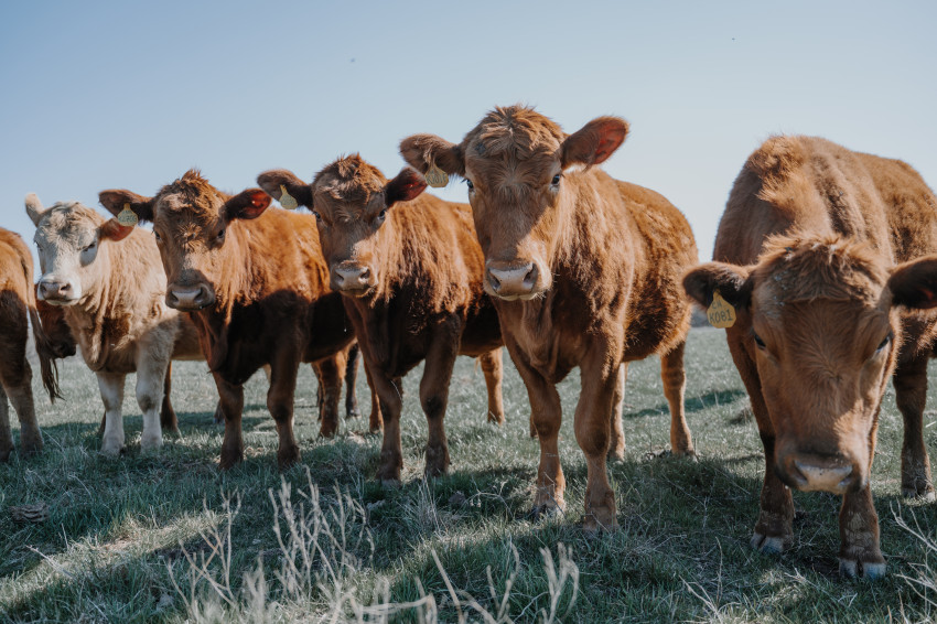 beef cattle_buzzard