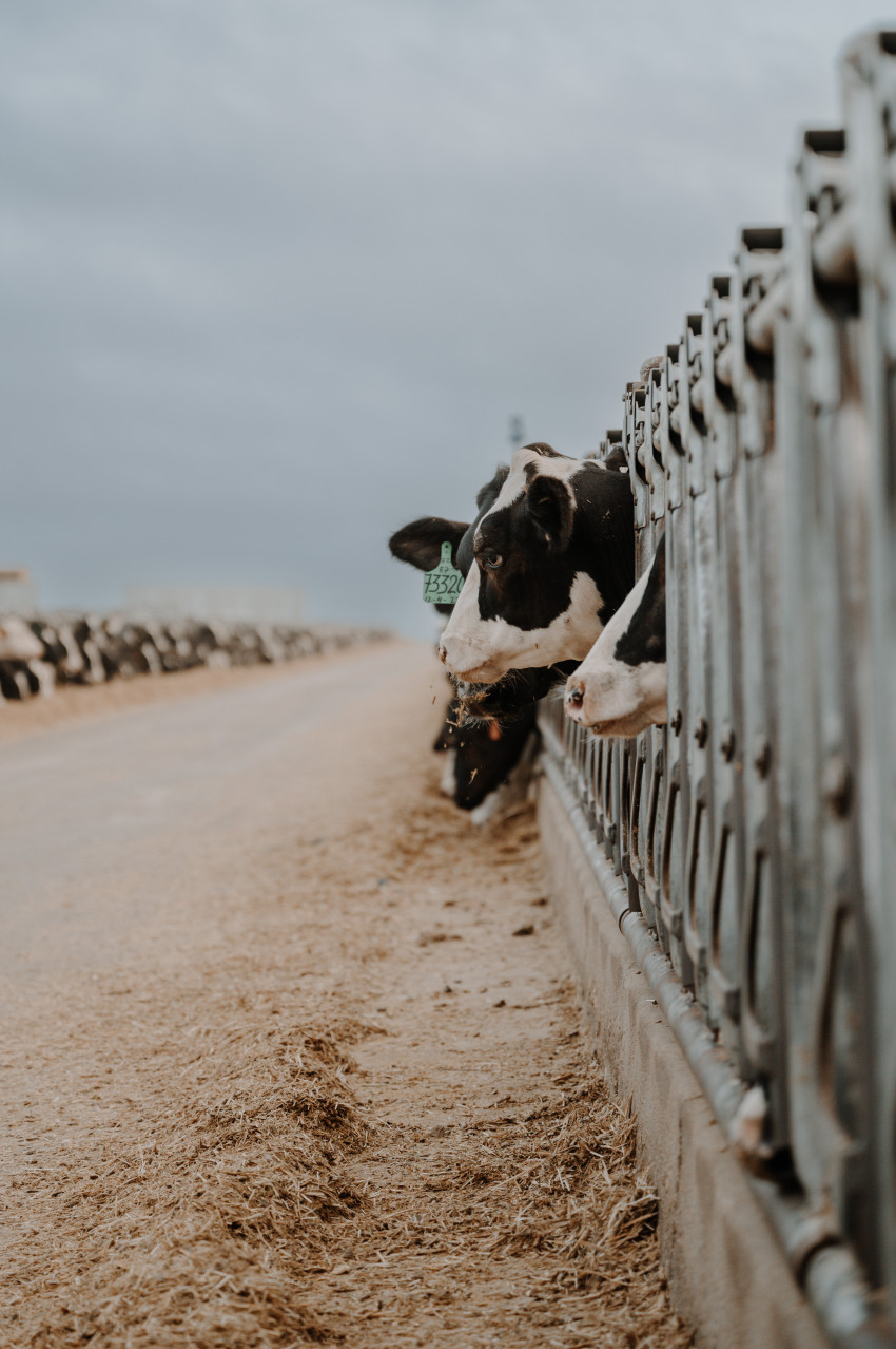 kells family_dairy heifer