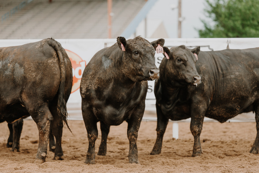 Beef Empire Days_cattle