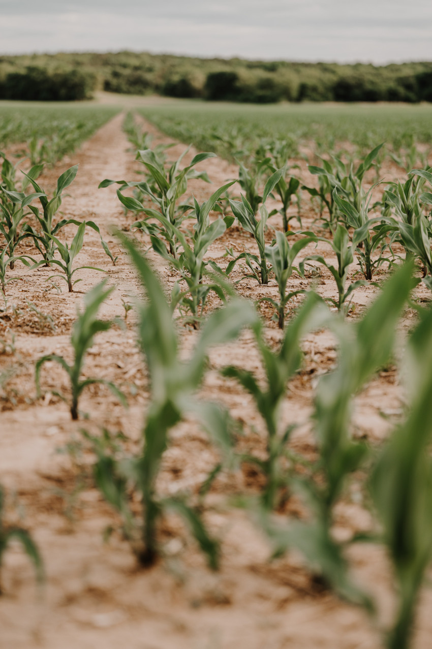 corn