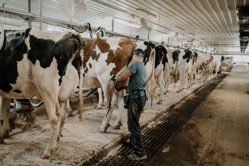 An employee at Rokeyroad Creamery in Sabetha preps the dairy cattle for one of the three milkings per day